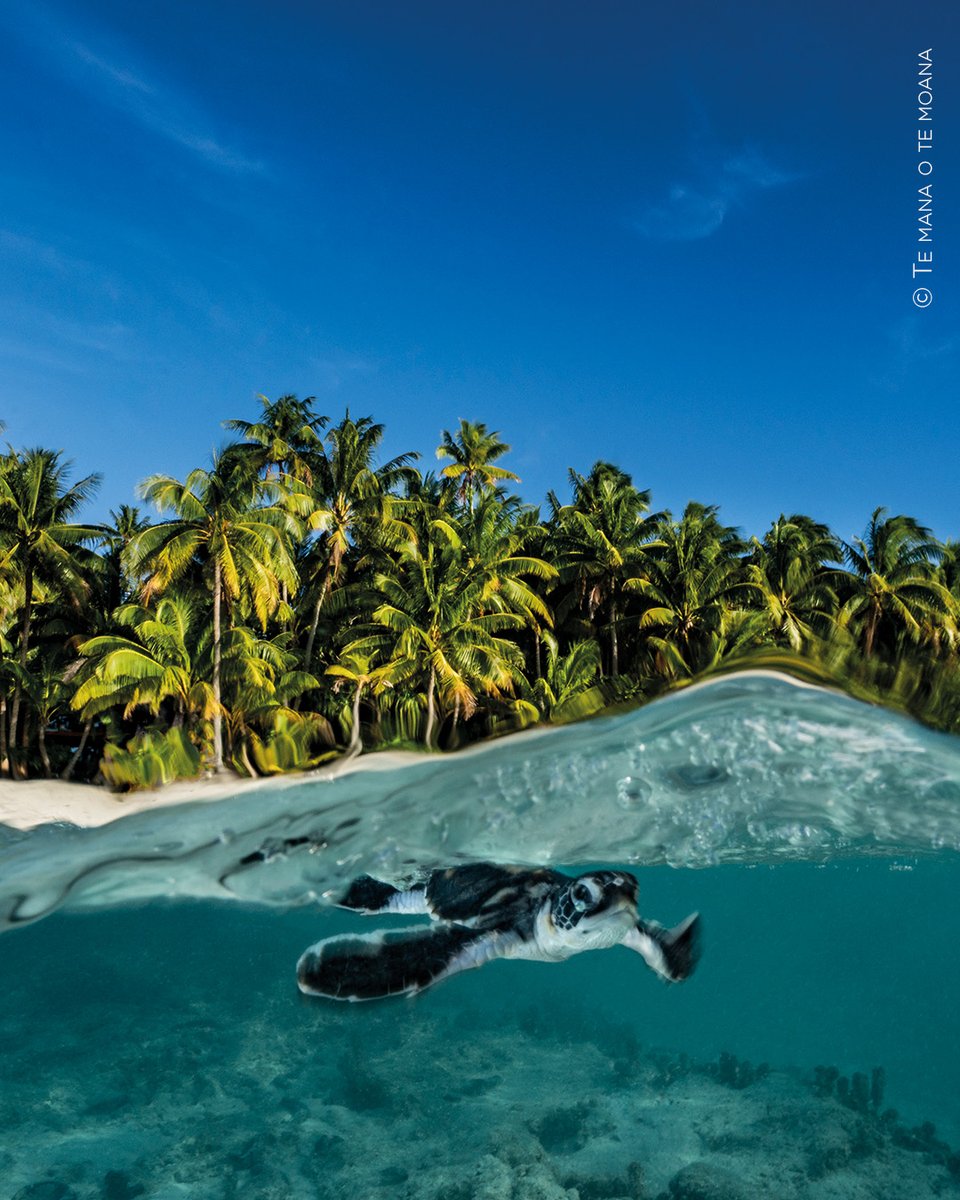 [𝐑𝐄𝐕𝐀 𝐓𝐀𝐇𝐈𝐓𝐈]🐢 20 years of protecting sea turtles

The Te Mana o Te Moana foundation has spent two decades caring for Tahiti’s beloved turtles. But what’s the impact?

👉 Find out more: bit.ly/reva-tahiti-p32