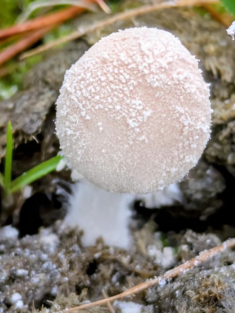 #MushroomMonday Snowy Inkcap (Coprinopsis nivea) found on dung in the Trough of Bowland.