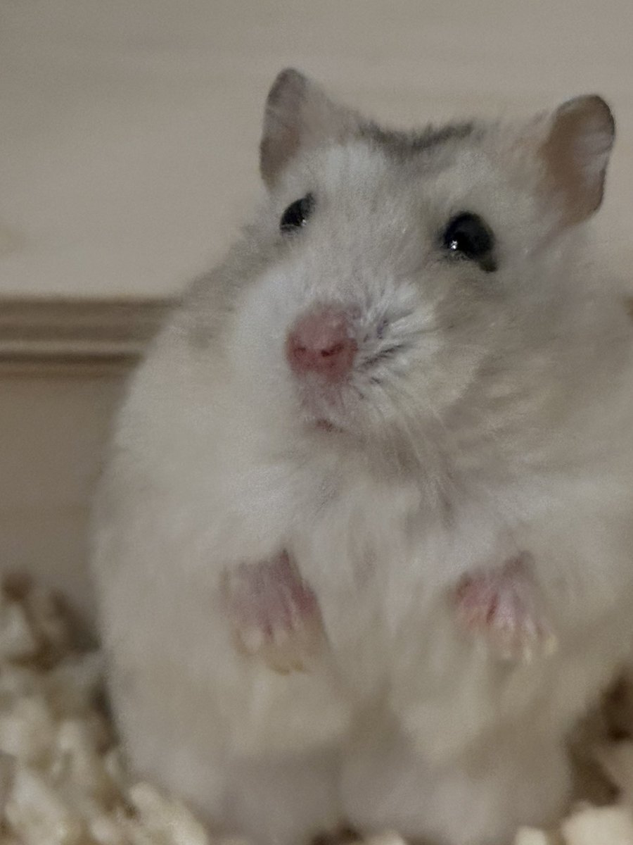 확인 결과 햄스터가 아니고 계란입니다