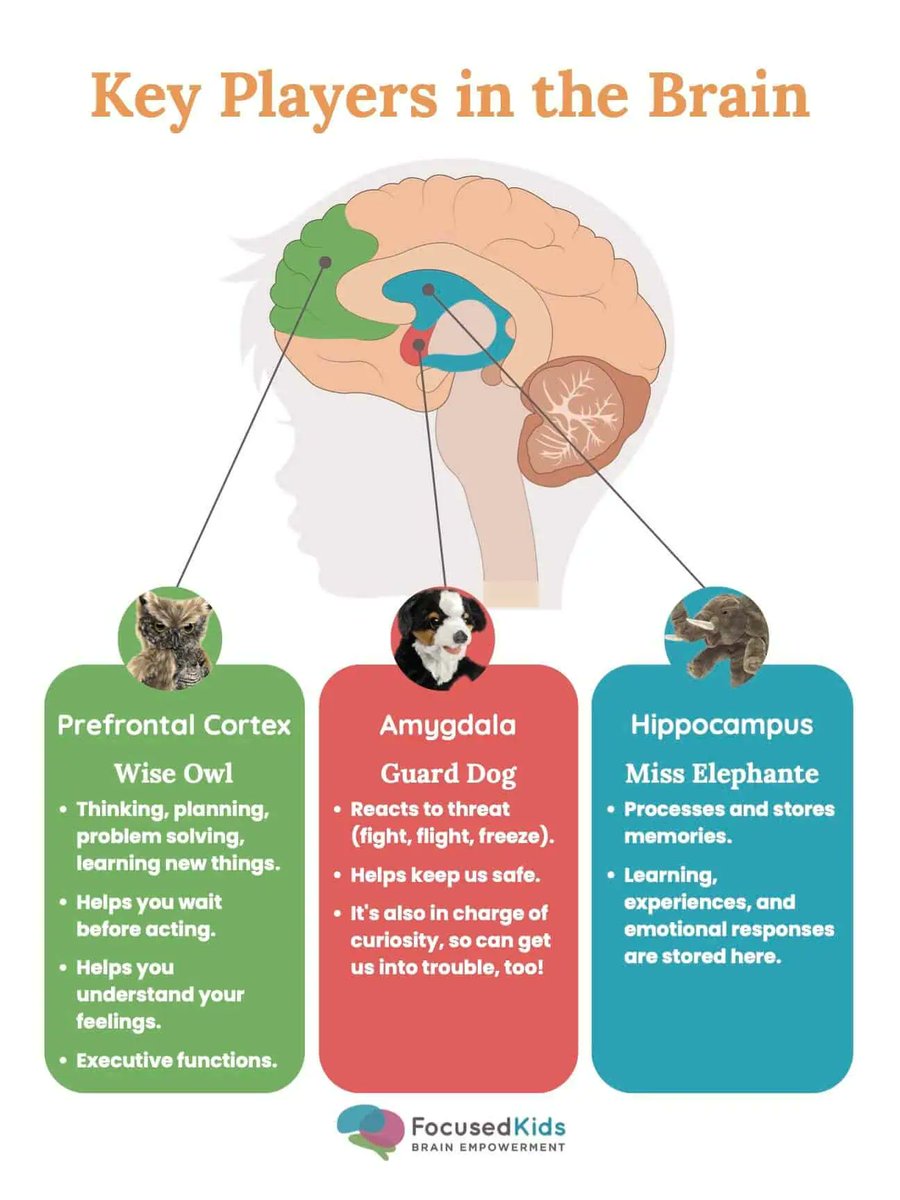 gerrydiamond71's tweet image. When a pupil is distressed/dysregulated,this is not a time for.&quot;Why did you do this,&quot; or a lecture about their behaviour. Why? The thinking part of the brain has gone offline &amp;amp; they are much less able to take in or process verbal information. 🧠🌱