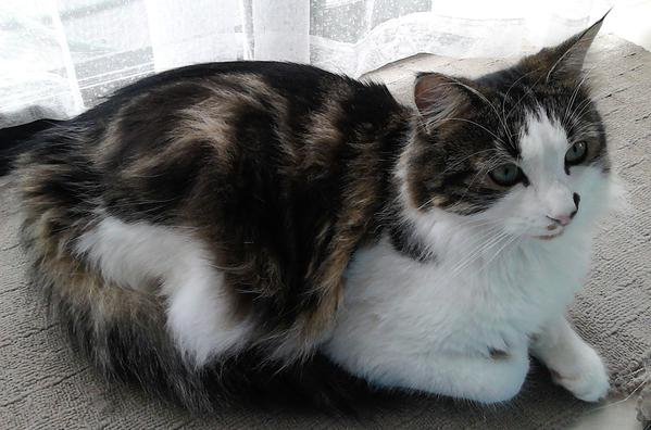 MrMoustacheCat's tweet image. Here @MariaPulk Cooper demonstrates #Lowsit, #Table, #Supercat, an #Fruit to purrfection! 😻🧘‍♂️🌈

It has been wonderpurr to see his pawsome poses an he will always be part of the #Mogyog furmily! 😽💖
#jelbel
4/5