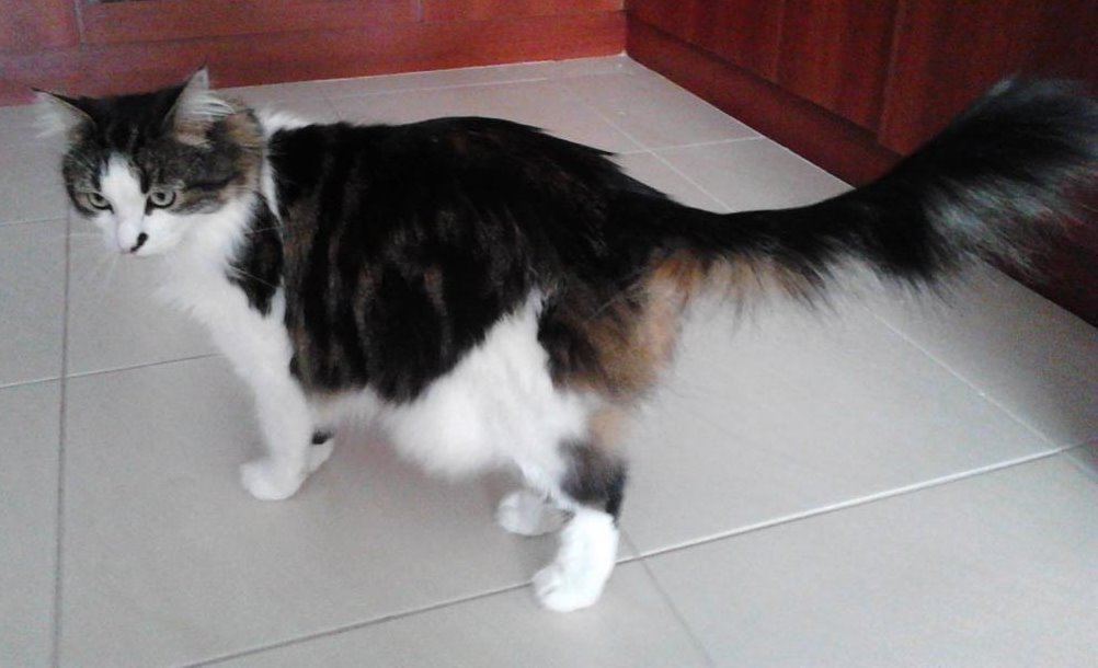 MrMoustacheCat's tweet image. Here @MariaPulk Cooper demonstrates #Lowsit, #Table, #Supercat, an #Fruit to purrfection! 😻🧘‍♂️🌈

It has been wonderpurr to see his pawsome poses an he will always be part of the #Mogyog furmily! 😽💖
#jelbel
4/5