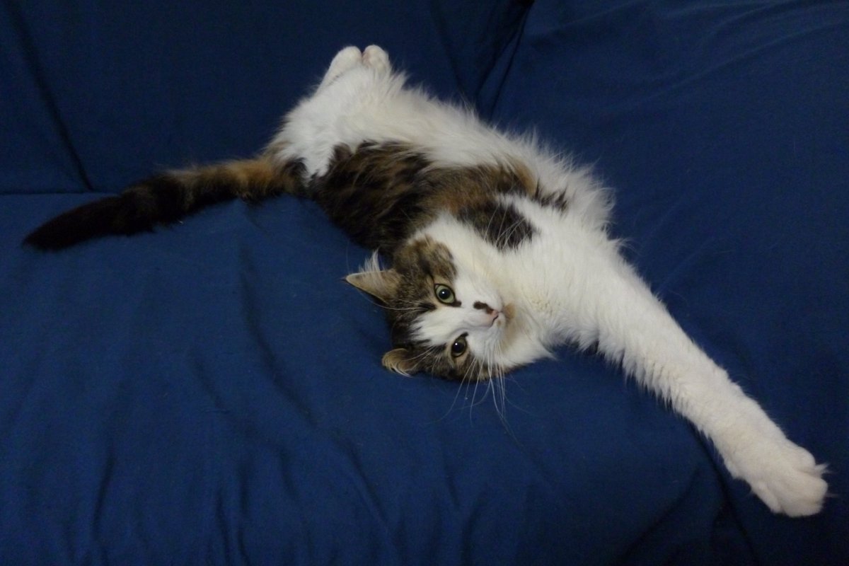 MrMoustacheCat's tweet image. Here @MariaPulk Cooper demonstrates #Lowsit, #Table, #Supercat, an #Fruit to purrfection! 😻🧘‍♂️🌈

It has been wonderpurr to see his pawsome poses an he will always be part of the #Mogyog furmily! 😽💖
#jelbel
4/5