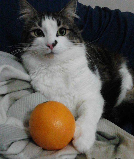 MrMoustacheCat's tweet image. Here @MariaPulk Cooper demonstrates #Lowsit, #Table, #Supercat, an #Fruit to purrfection! 😻🧘‍♂️🌈

It has been wonderpurr to see his pawsome poses an he will always be part of the #Mogyog furmily! 😽💖
#jelbel
4/5