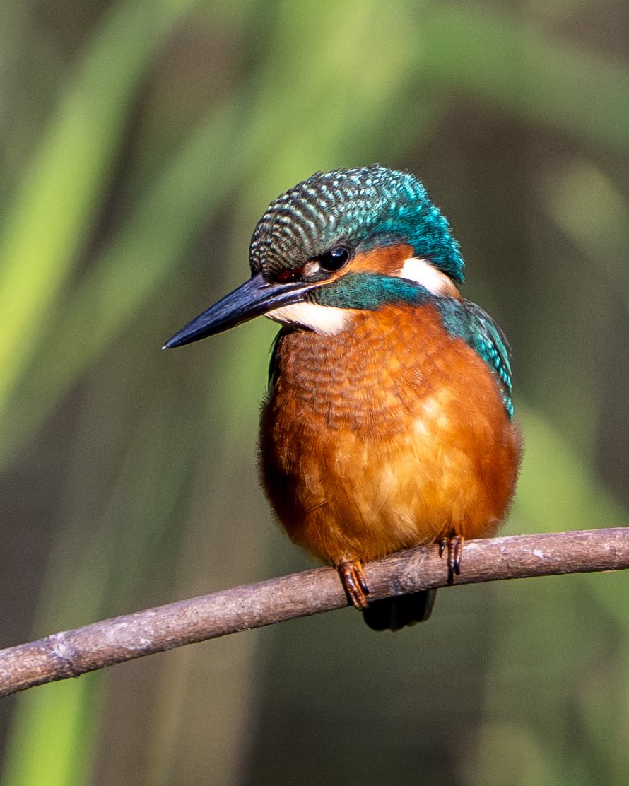 James Darby tweet media