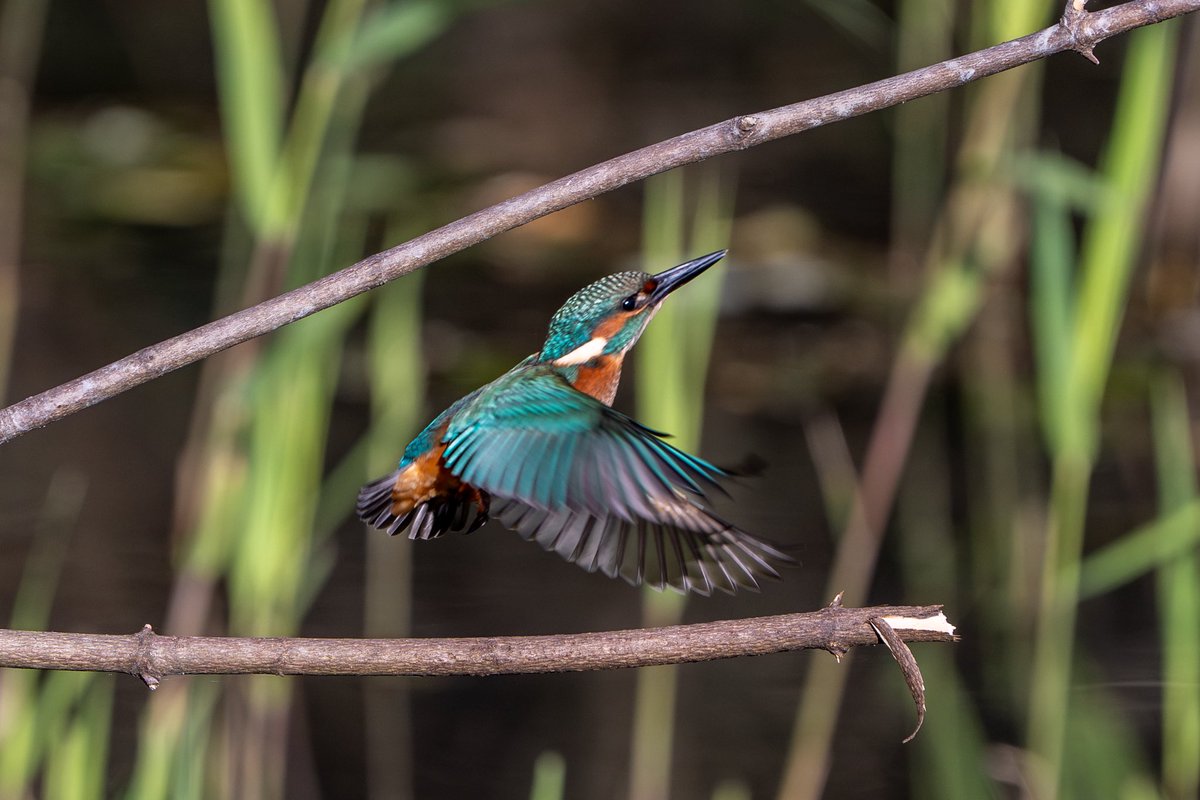 James Darby tweet media