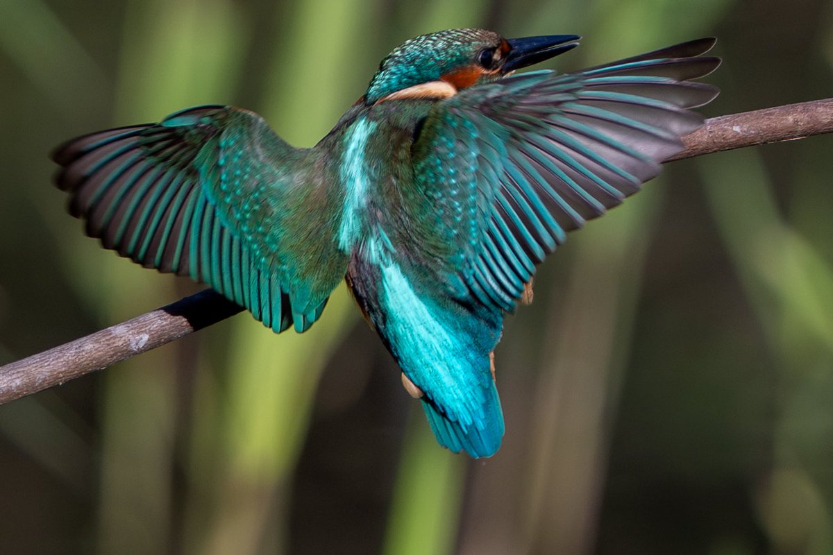 James Darby tweet media