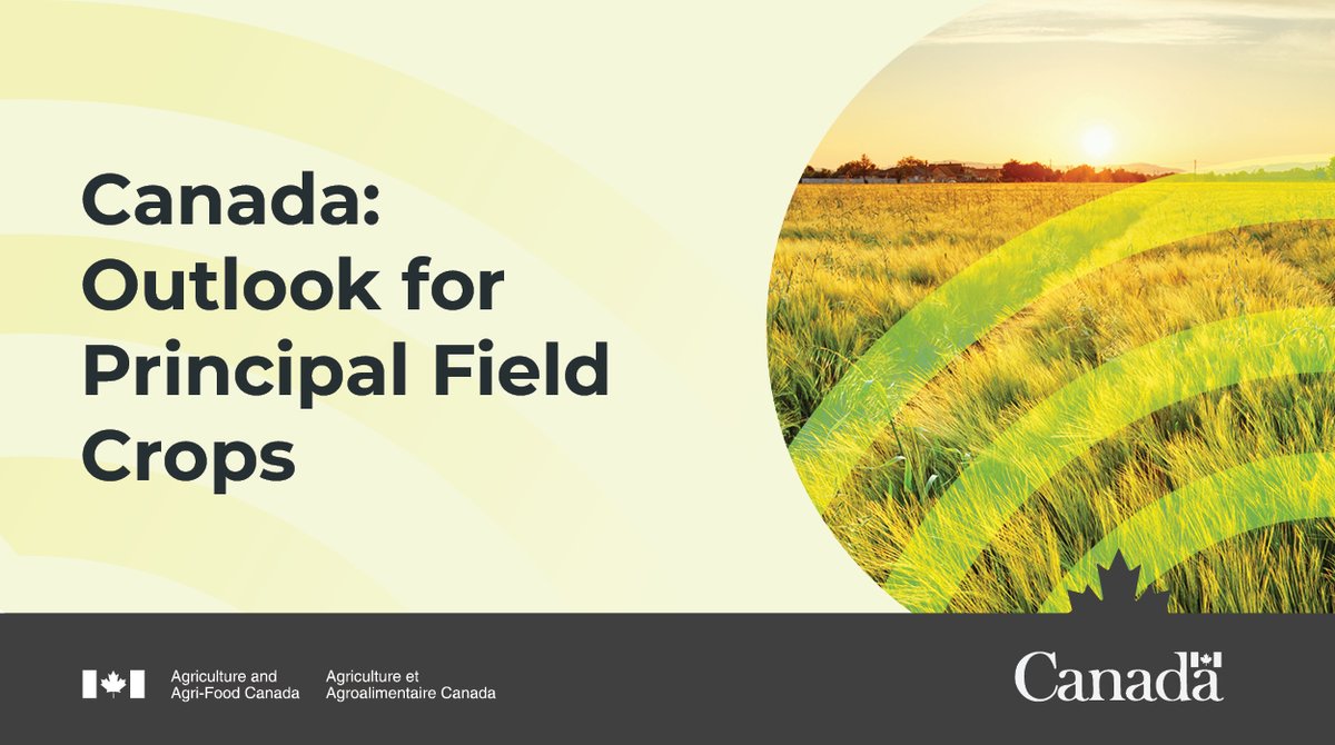 AAFC_Canada's tweet image. The latest edition of the Canada: Outlook for Principal Field Crops report just dropped. 🌽 Be sure to check it out for this month’s supply, demand, and price forecasts here 🔗 ow.ly/Beq150X7lcw
#AgData #FieldCrops #CdnAg