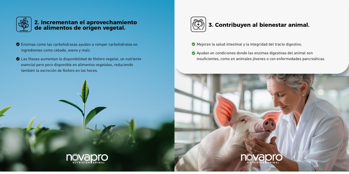 ChileNovapro's tweet photo. 👉Uso de enzimas exógenas en nutrición animal: su aplicación depende de la etapa del animal, y una buena combinación mejora el rendimiento y reduce costos.#NutriciónAnimal #ProducciónAnimal #EnzimasExógenas https://t.co/gpPF6Q9KIk
