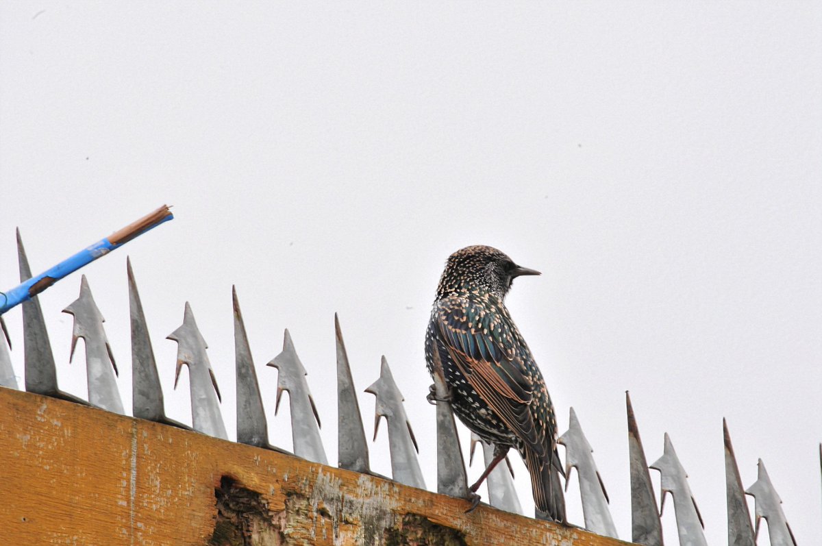 Colours on a starling today.Pipistrelles flying again this evening after storm Amy.