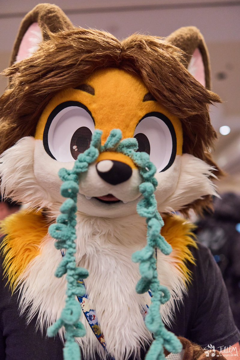 FairfoxLibrary's tweet image. Foxes can play with yarn once in a while, they are part cat after all…