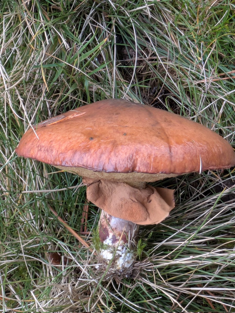 #MushroomMonday  Slippery Jack ( Suillus luteous) found in the Trough of Bowland.