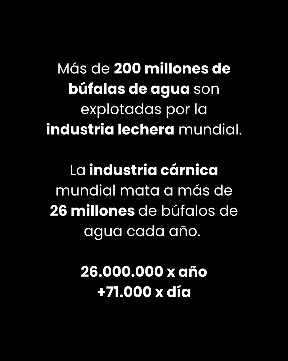 VeganFTAEspanol's tweet image. Esto no es IA 🌾
No es arte digital ni una escena creada por computadora.
Son búfalas reales, aterradas, utilizadas como cosas 💔

👉 Ayuda gratuita para hacerte vegan: veg22.co/FTA_Spanish

#bufalo #madres #lechedevaca #liberacionanimal #dairyfree