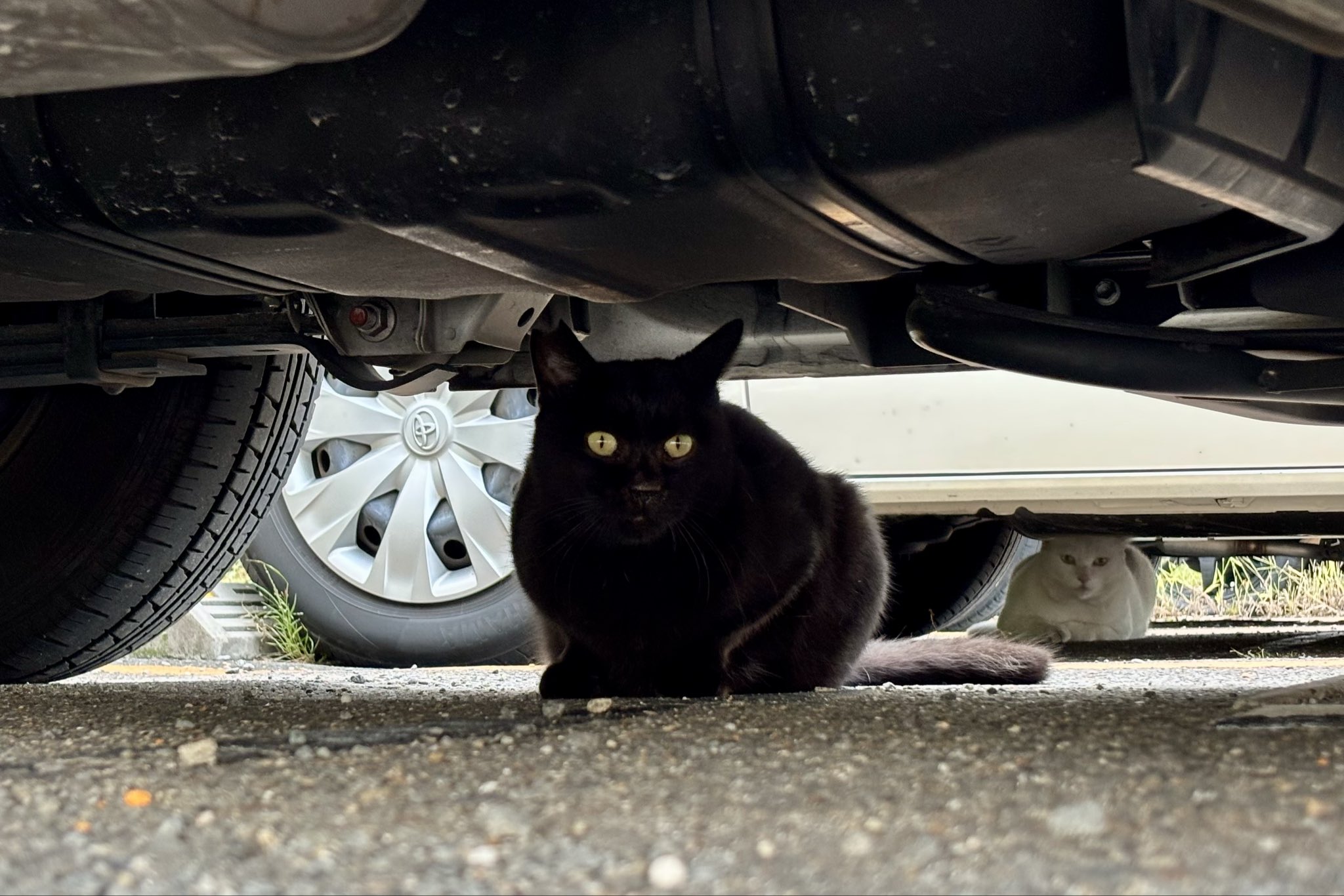 野良猫【値下8/31削除】Aprés パンプス23.0cm黒 はっち on X: 
