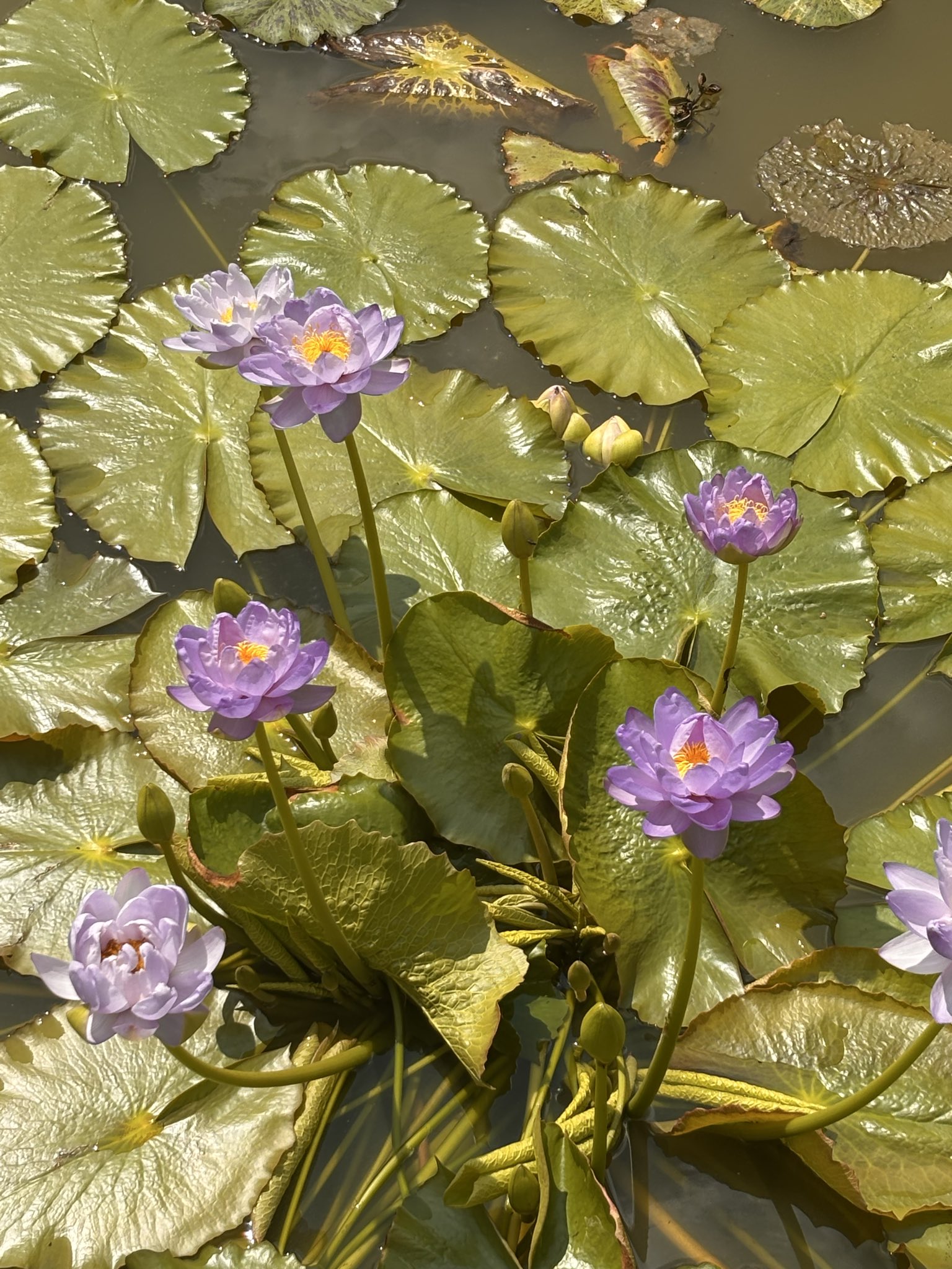 あっちゃんP2」 on X: 