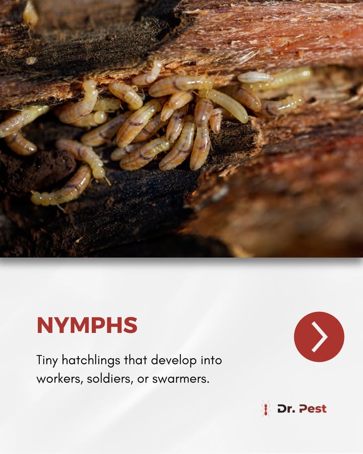 itsdoctorpest's tweet image. Termites may be tiny, but their life cycle is a big threat to your home. Know the stages before they spread!
Visit doctorpest.net – link in bio
#drpest #termitecontrol #pestsolutions #pestfreehome #termiteawareness #protectyourhome