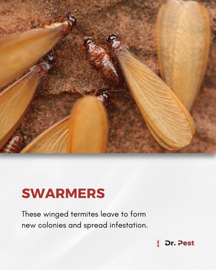 itsdoctorpest's tweet image. Termites may be tiny, but their life cycle is a big threat to your home. Know the stages before they spread!
Visit doctorpest.net – link in bio
#drpest #termitecontrol #pestsolutions #pestfreehome #termiteawareness #protectyourhome