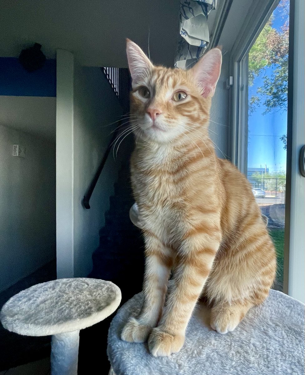 SubduedSnarl's tweet image. Monday Afternoon Meows w/ Max ! 😸

#Photography #Kittens #Cats 
#OrangeTabby🐈
