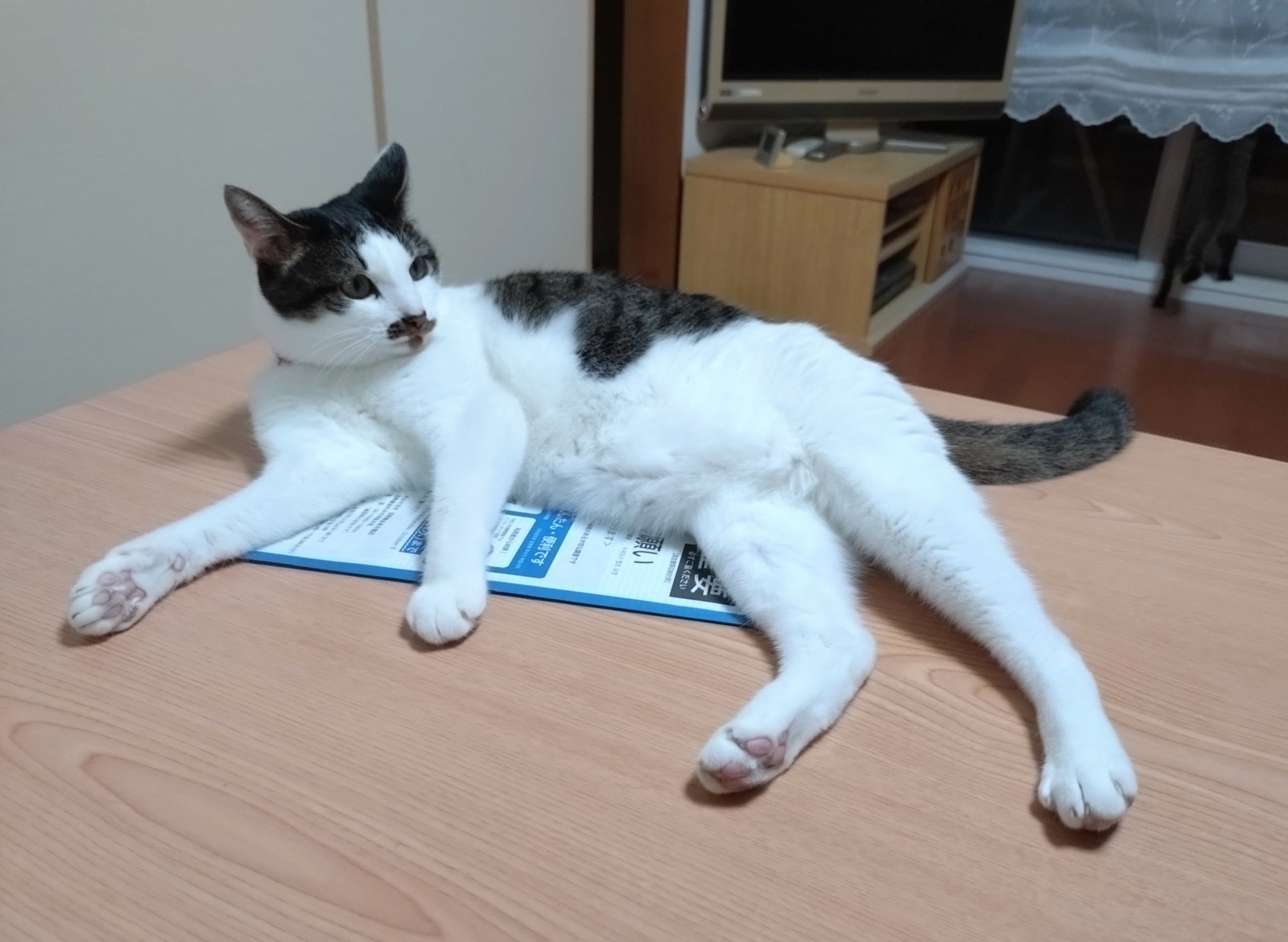 みぃ (@Js4zeKqmJxbnVBS) / X