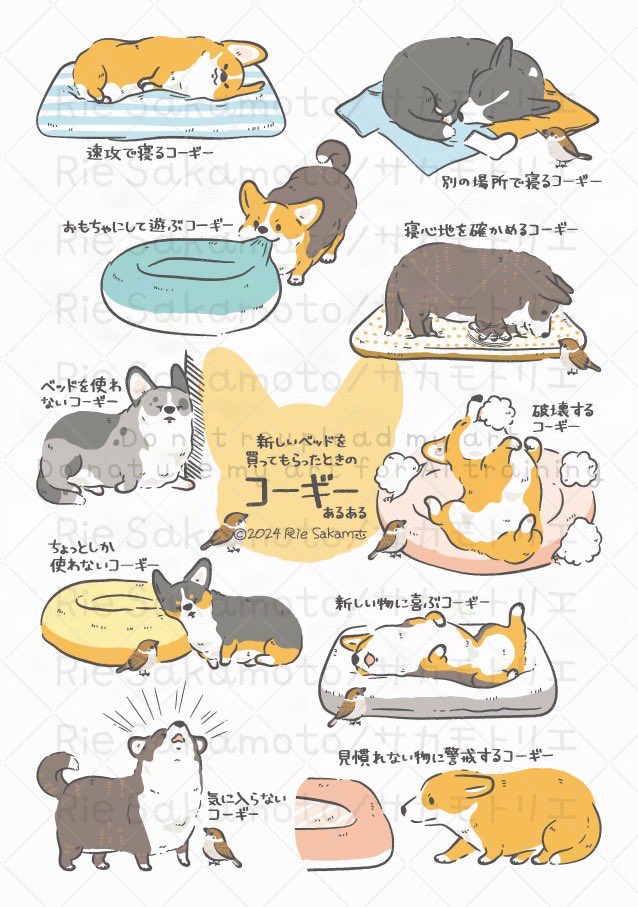 フォロワーさん増えてきたので自己紹介
コーギーあるある、コーギーと野鳥、時々コーギーとハスキーと動物たちを描いてます
 #自己紹介 