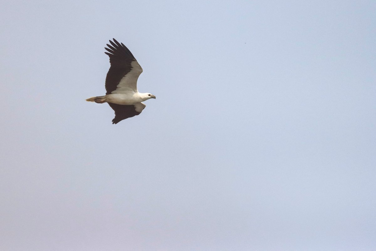 jaideep141980's tweet photo. White-bellied Sea Eagle #birdnames #birdoj #365DaysWild #birdphotography #indianbirds #birdsofindia #NatureBeauty #IndiAves #NaturePhotography, @wildlifetoursug ,@Wildphoto4all
@Wildlife_Photo @WildIndia1 @cwsindia, #birdojdelamondo, @ibhatkanti https://t.co/IfuXgJZEPd
