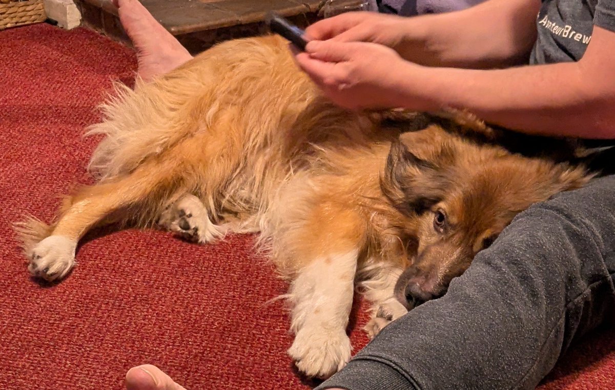 CamasTheCollie's tweet image. Helping Martin stretch. 🐾🐾🙂
#BorderCollie
#Helpful
#MondayMotivaton