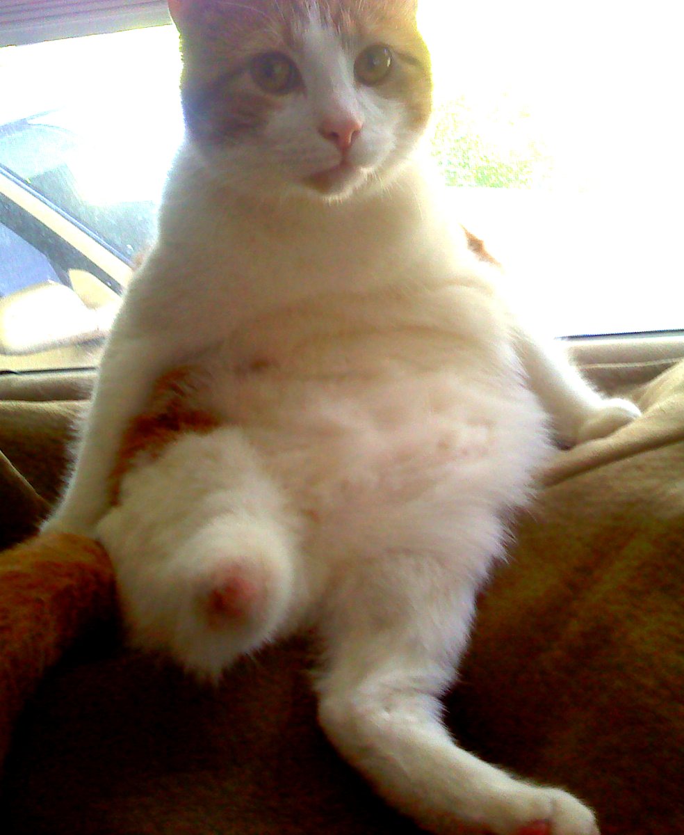 LibsRbrainwashd's tweet image. #kittyloafmonday Not exactly a loaf ... but... cute all the same named Tripod. Passed away May 10th at the age of 16 years. Miss him terribly