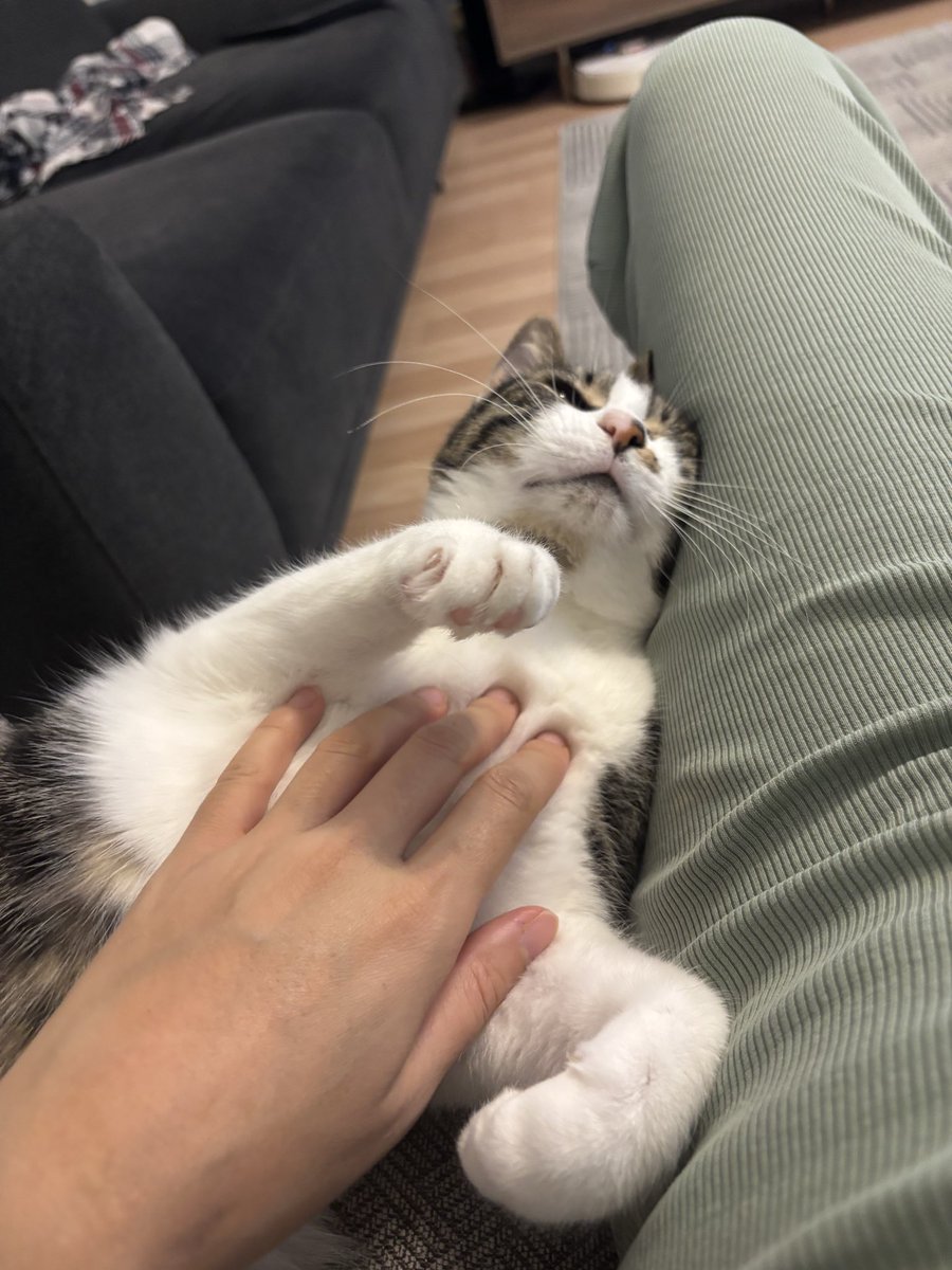 Ameliyattan sonra bakımını verebilmek için geçici yuva oldum. Aylardır bakıyorum ama fakat kimse istemedi çok üzgünüz.