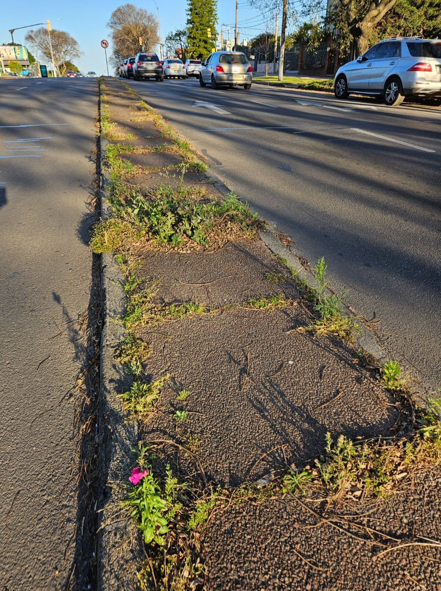 OPetinatti's tweet photo. ¿Donde está el intendenteeeeeeee?
Nadie corta el pasto en toda la rambla de Montevideo. 
Los canteros son una desprolijidad.
¡Con Caro esto no pasaba! Porque donde pisaba Cosse no crecía el pasto.... 😉 https://t.co/e0Geil451Q