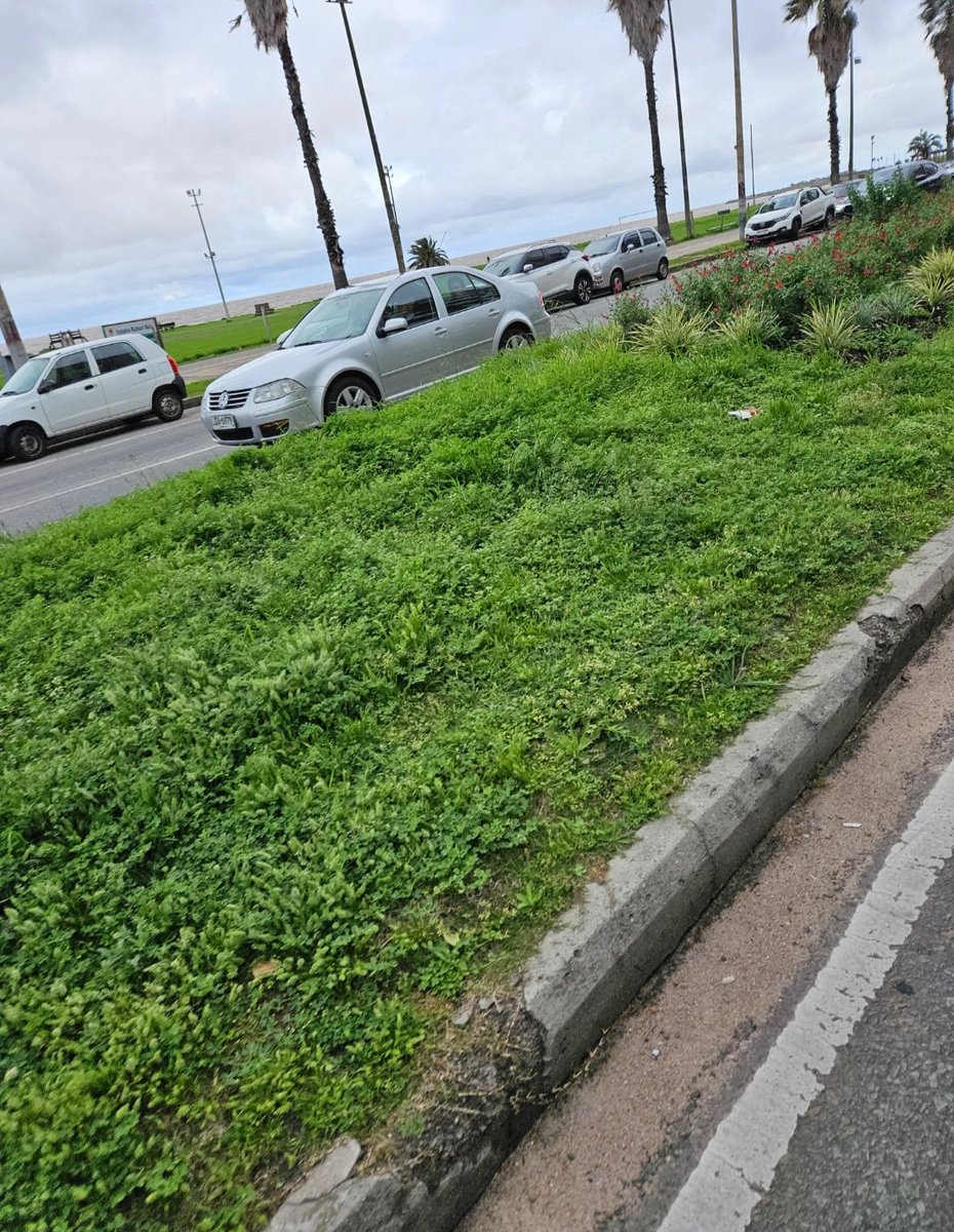 OPetinatti's tweet photo. ¿Donde está el intendenteeeeeeee?
Nadie corta el pasto en toda la rambla de Montevideo. 
Los canteros son una desprolijidad.
¡Con Caro esto no pasaba! Porque donde pisaba Cosse no crecía el pasto.... 😉 https://t.co/e0Geil451Q