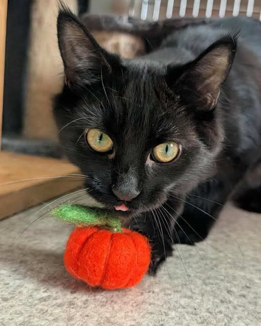 Coventry Cat Group tweet media