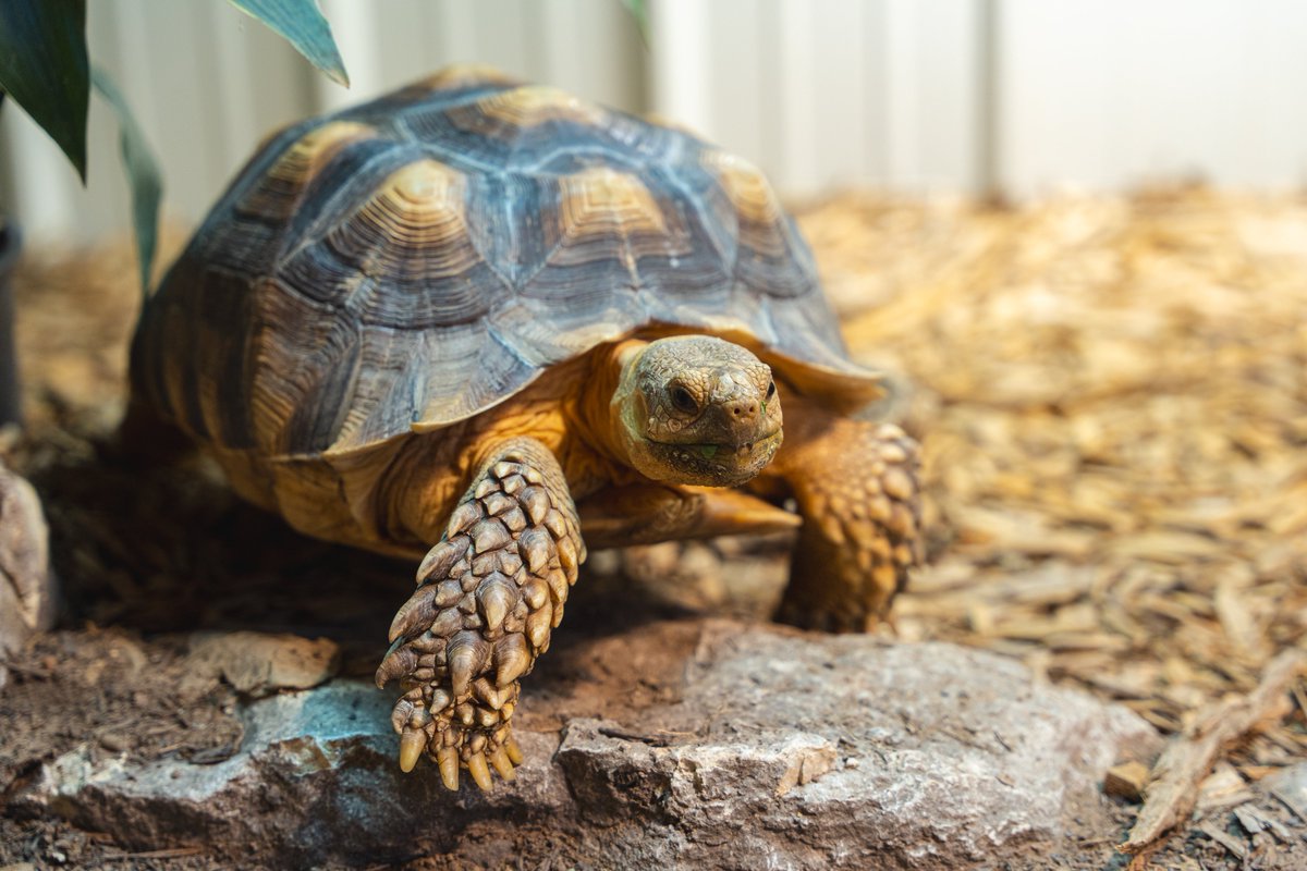 Alveus Sanctuary tweet media