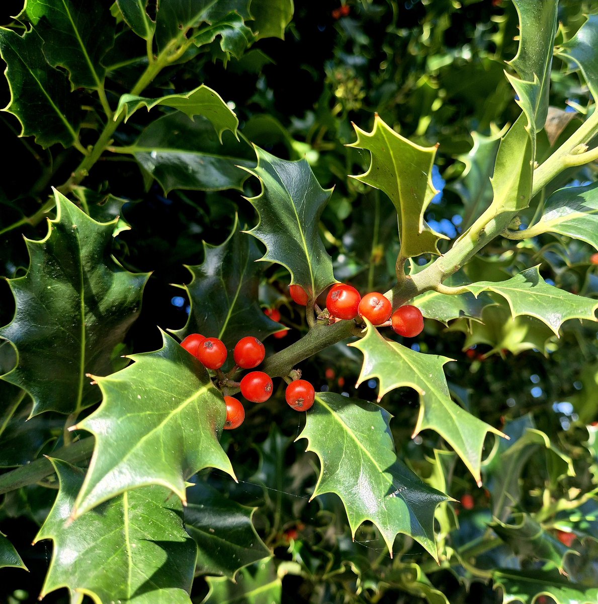 lovely_plot's tweet image. Seeing berries on holly trees always makes me smile 😊
They&apos;re so picture perfect 👌🏻 ❤️