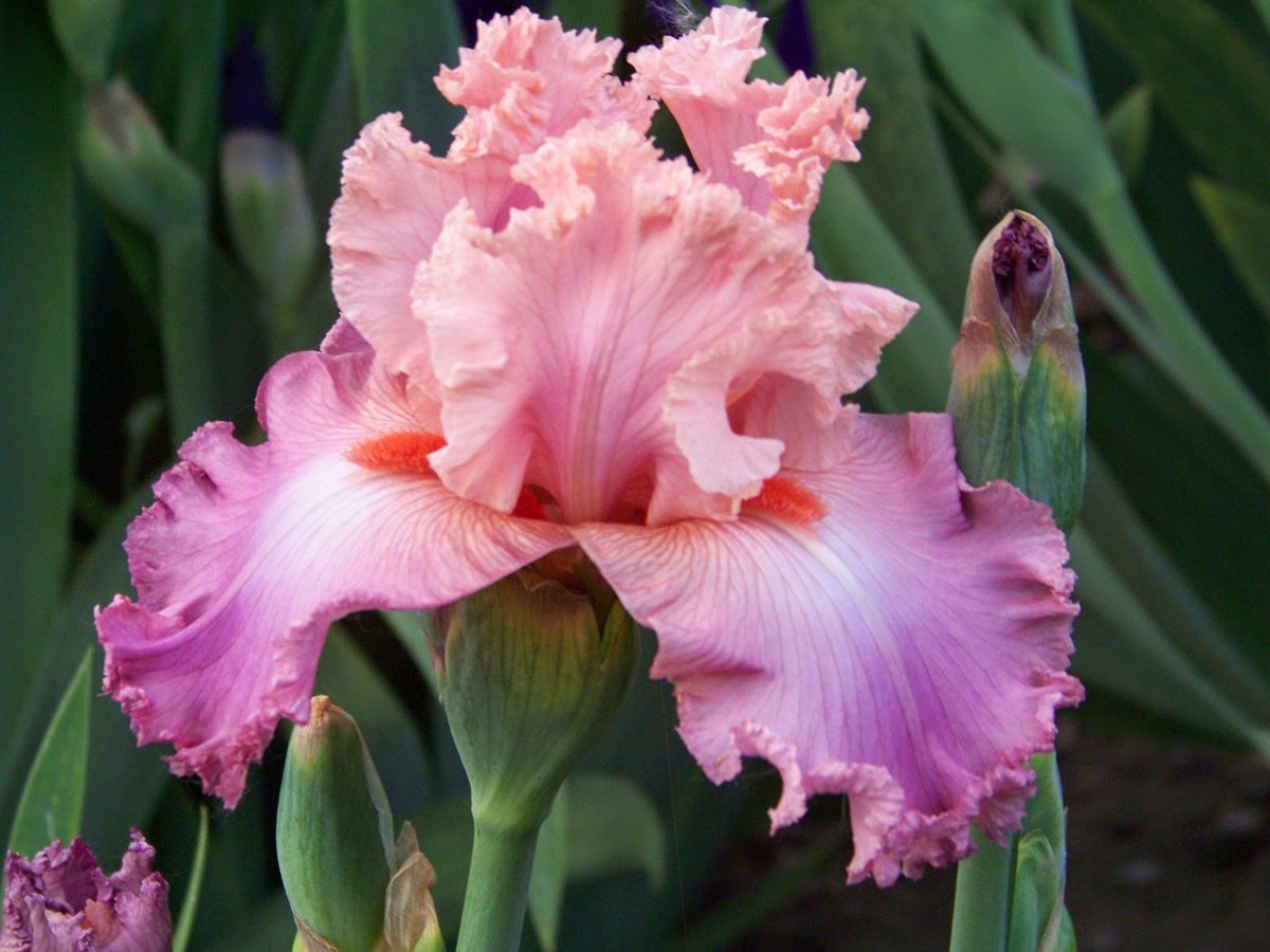titas9653's tweet image. 🦋🕊️🦋🫒🌺🫒

 #IRIS - Pretty PINK