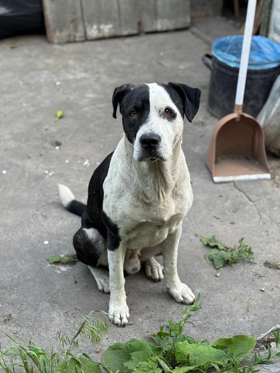 Олег Ляшко tweet media