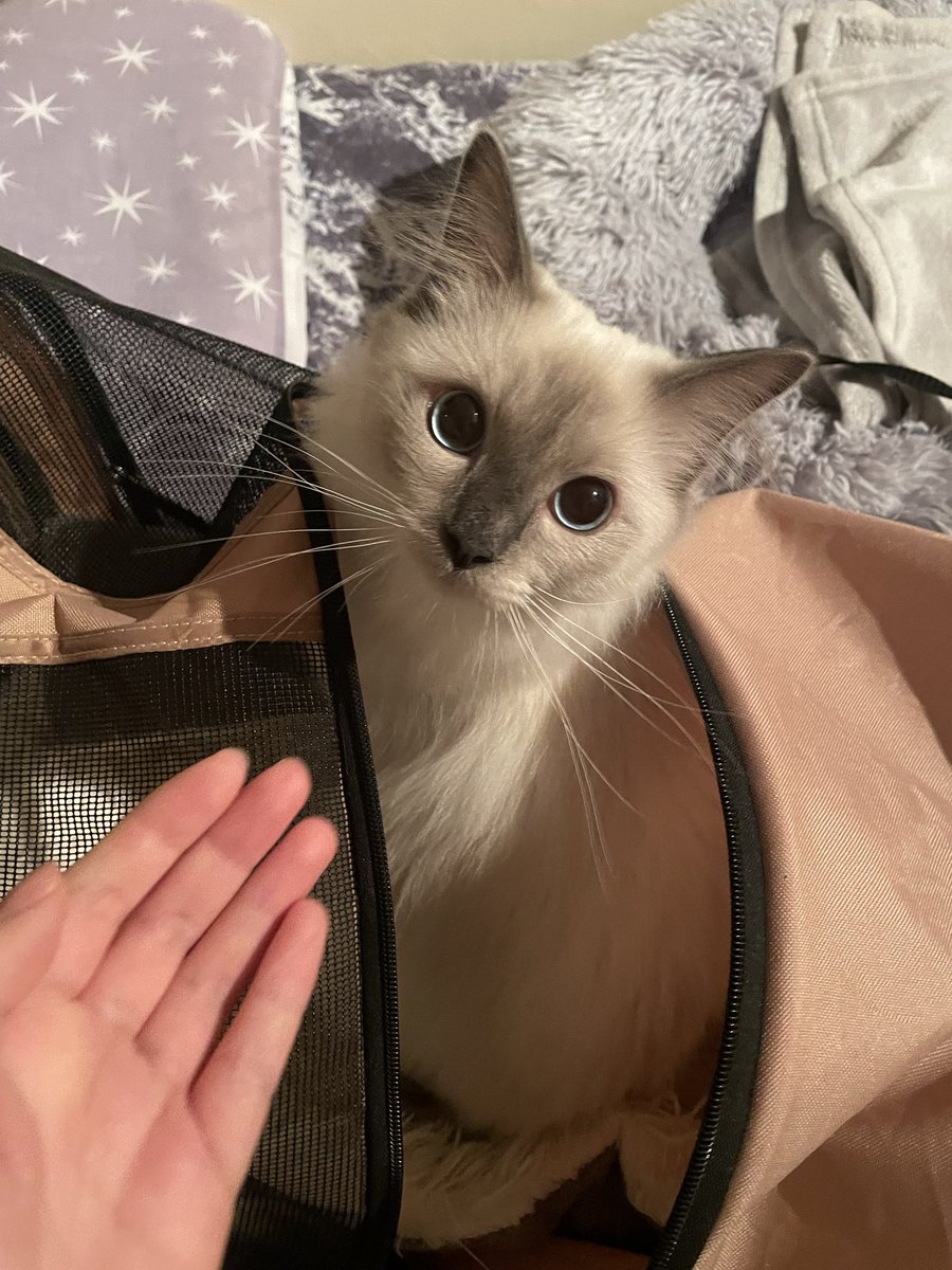 Suiika Customizable Model OUT NOW! tweet media