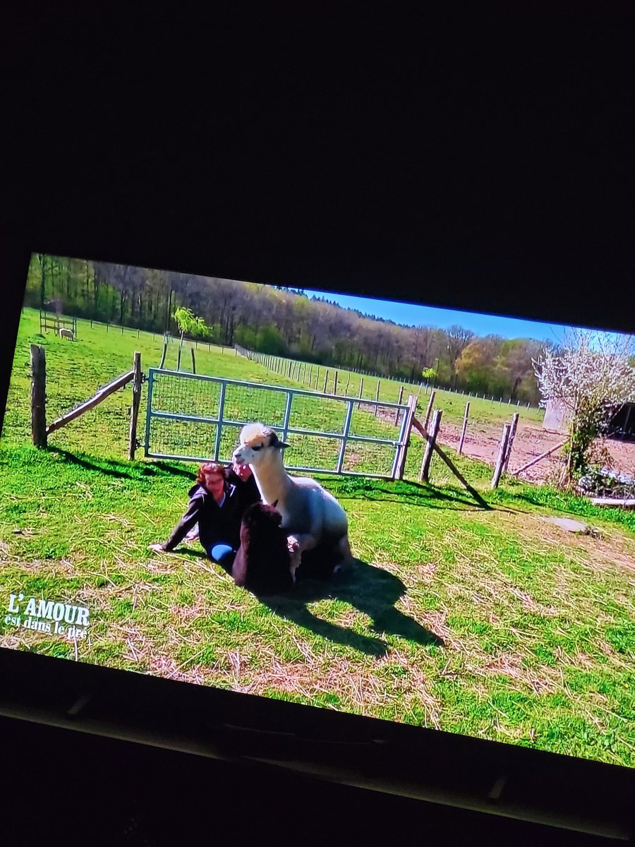 raphwtr's tweet image. C'est juste LUNAIRE 
Posé devant l'accouplement des alpagas 😂

#ADP #ADP25 #ADP2025