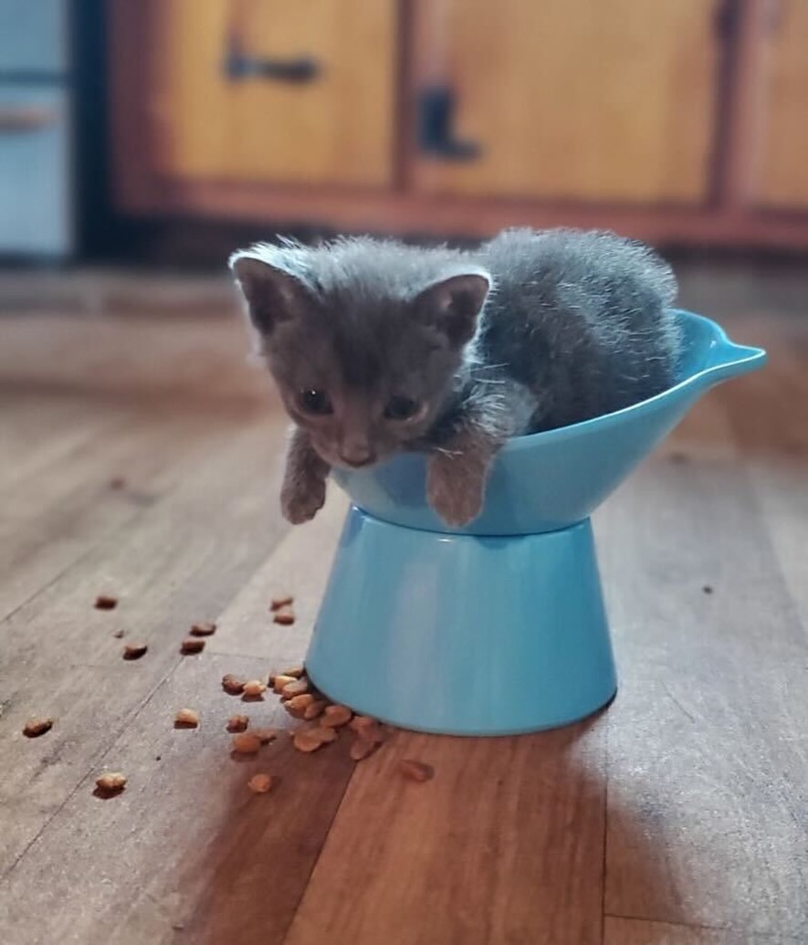 u9jqt136972jdjc's tweet photo. Sir Loin was literally caught sitting in the food bowl demanding seconds… so we figured it was time to ask for help 😅🍽️

Help us keep this royal tummy (and many others) full! 💖
You can donate here:

💲PAYPAL LINK INBIO PLEASE DONATE. https://t.co/IgS5CQ83YG