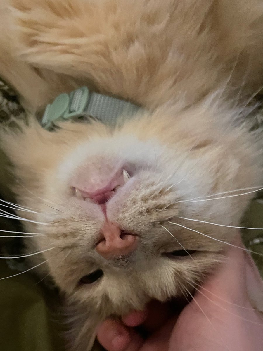 vamphobe's tweet photo. My new baby I adopted!!!<3 he’s an old man w 4 teeth https://t.co/Ca5mjWBGzB