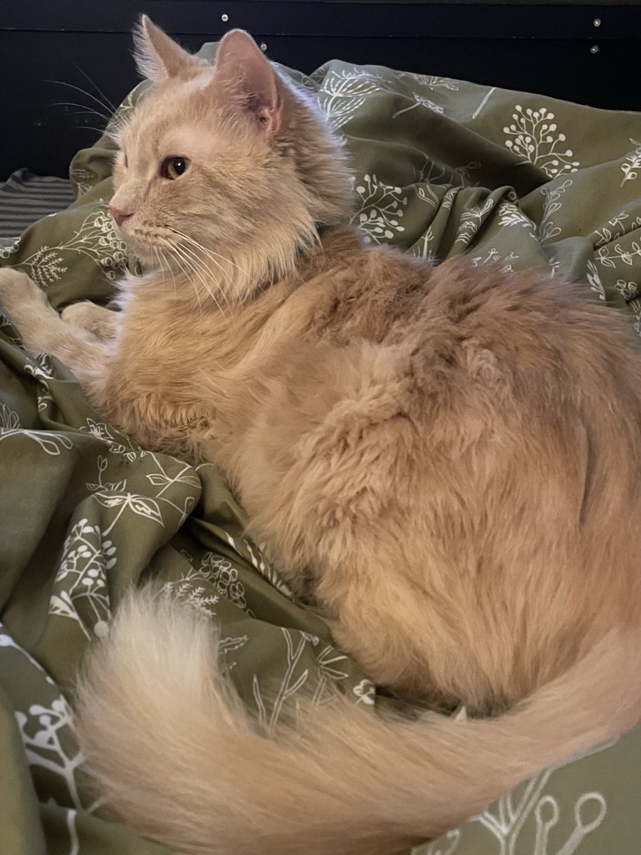 vamphobe's tweet photo. My new baby I adopted!!!<3 he’s an old man w 4 teeth https://t.co/Ca5mjWBGzB