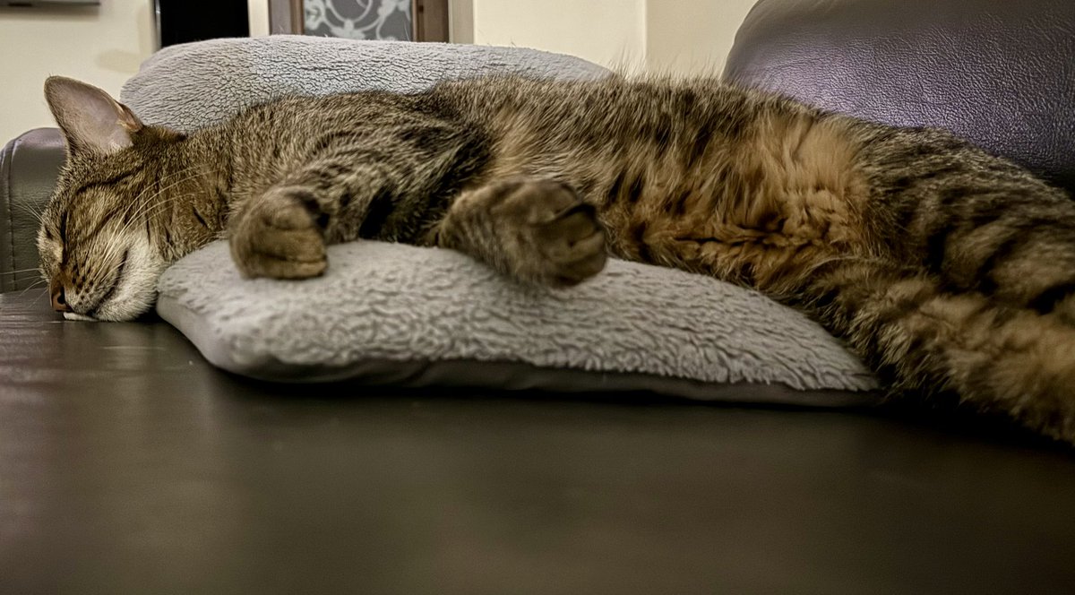 Zmęczona Bryśka, po całym dniu ciężkiej pracy, udała się na zasłużone 5 min spoczynku😊