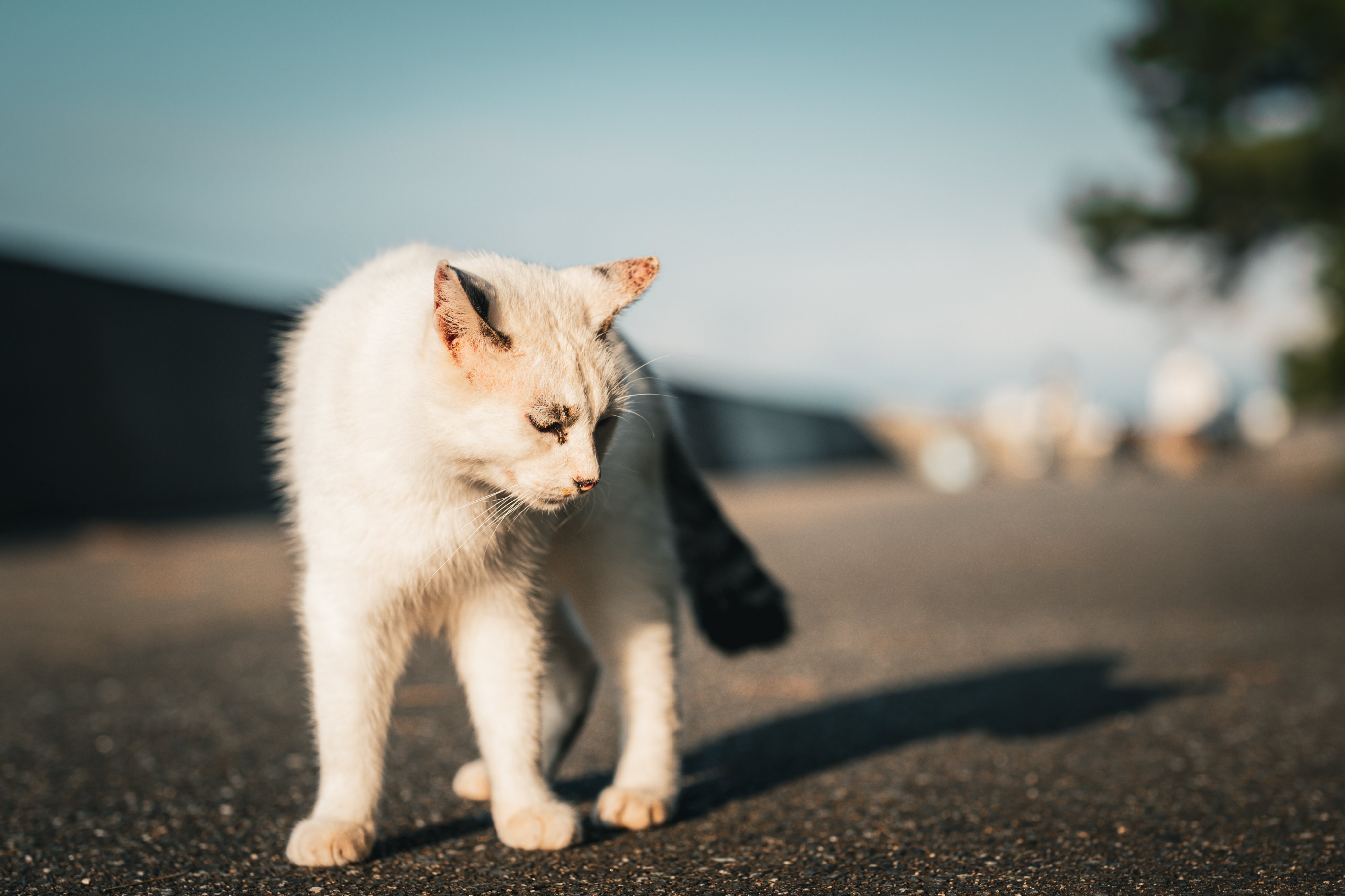 ねこ♡ さば on X: 