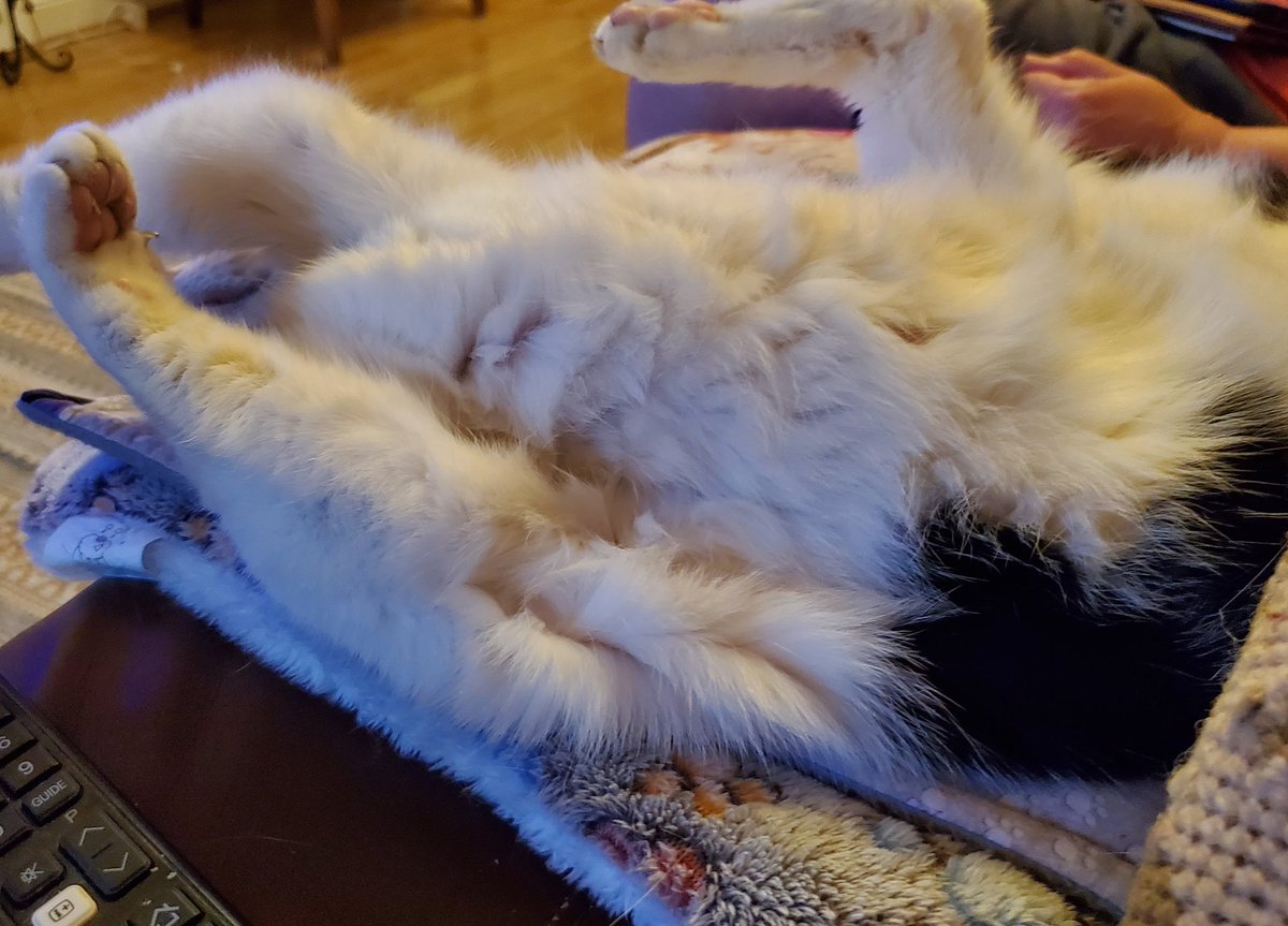6327carole's tweet photo. This #jelbel #mogyog pose is abit messy 🧘♀️😺 #mogyog #jebel @MrMoustacheCat https://t.co/SHfW6rdJ3o