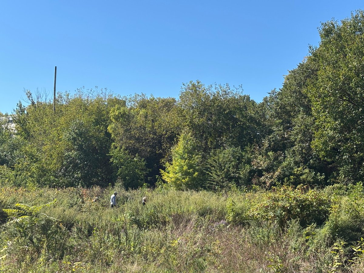 wildtomorrow's tweet photo. 🌿 Team Wild Tomorrow Gets into the Weeds! 🌿
Our NY team became Green Mambas 🐍 and joined the Brooklyn Greenway Initiative &amp; Student Conservation Association to restore Brooklyn Naval Cemetery — pulling invasives &amp; watering new trees!
#WildTomorrow #BrooklynGreenway https://t.co/lkSet5vi7f
