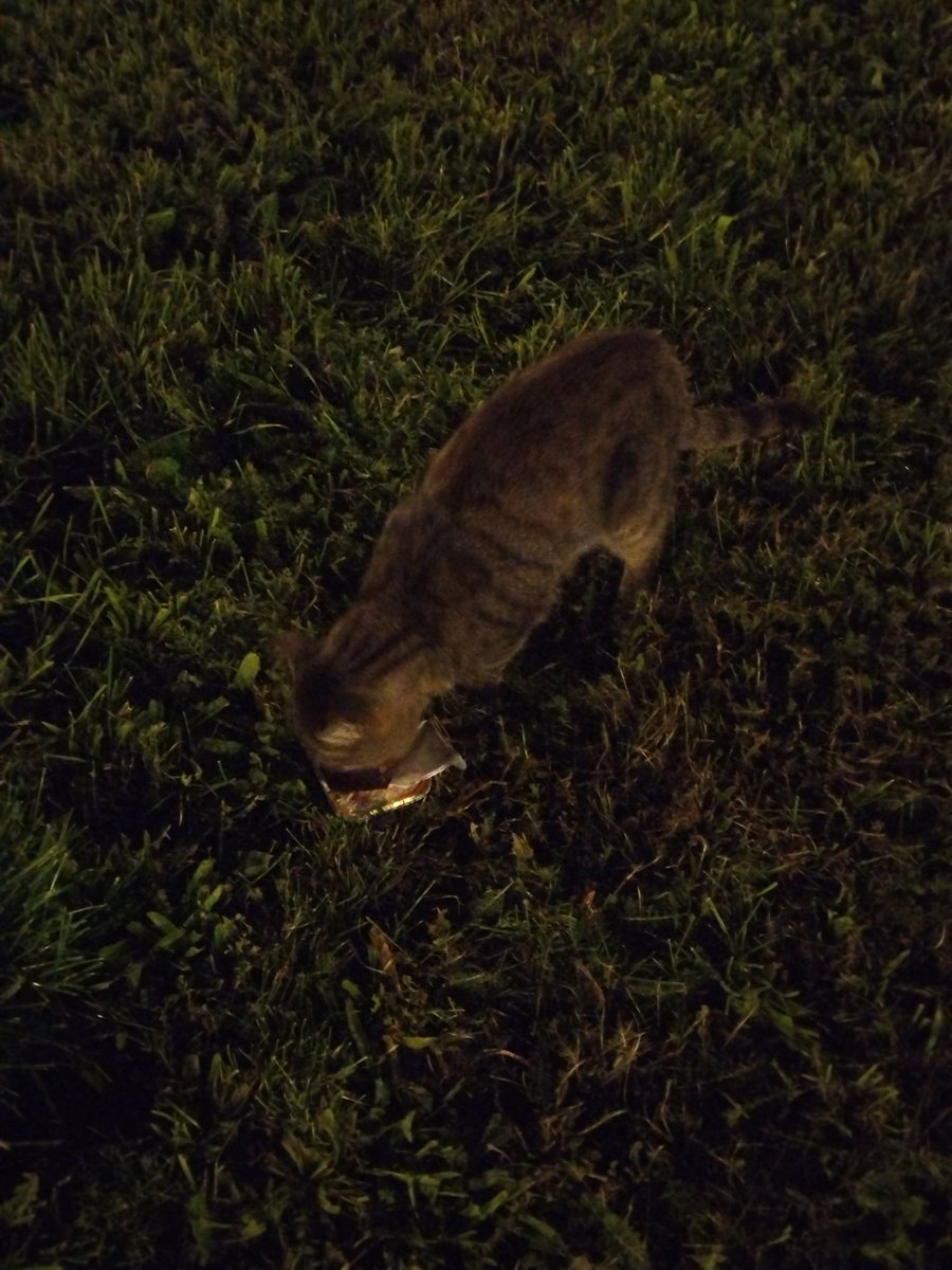 mindig van számukra egy konzerv az autómban