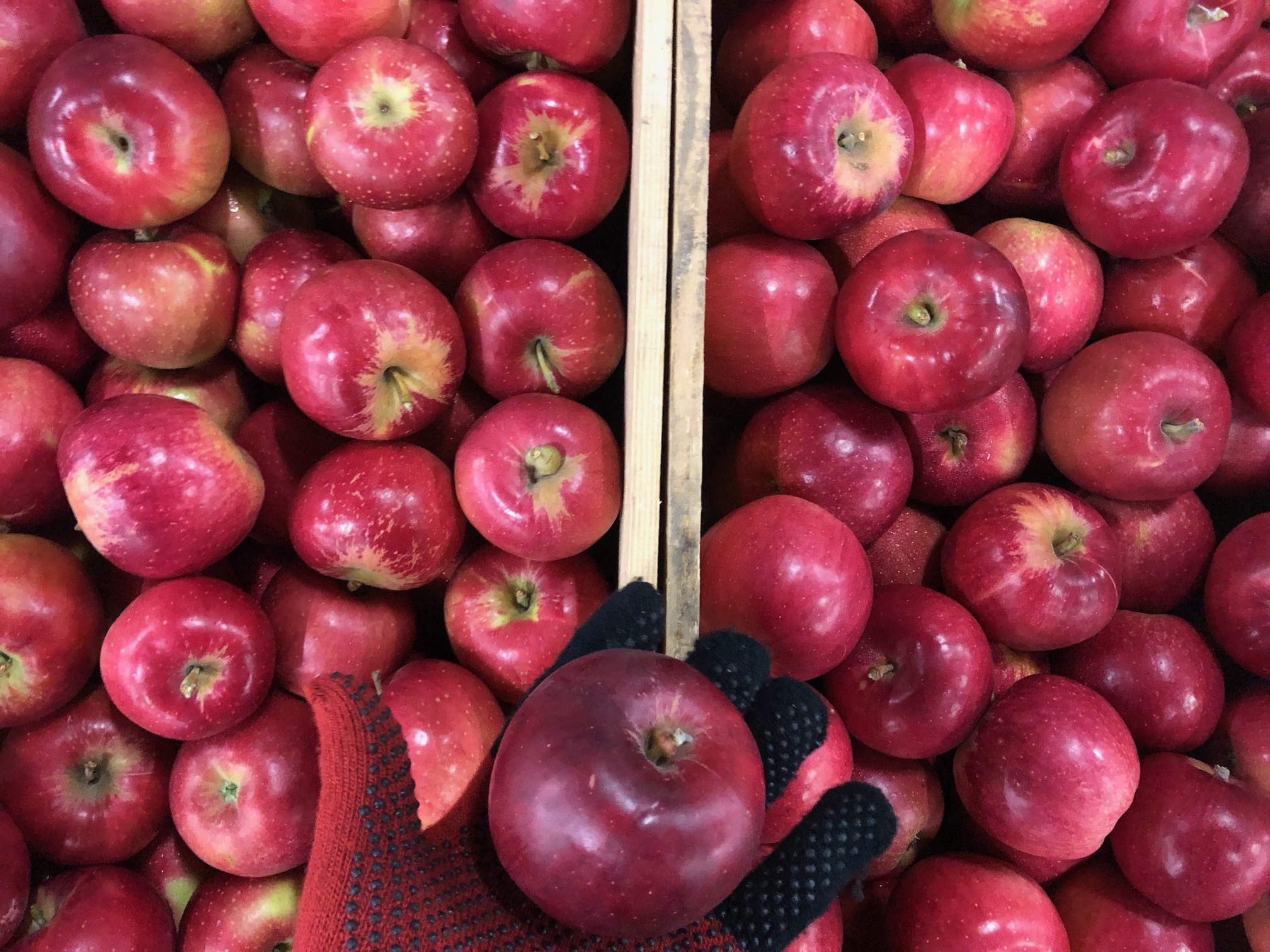 (りんご)＠購入者様プロフ必読ページ 青森合同青果 on X: 