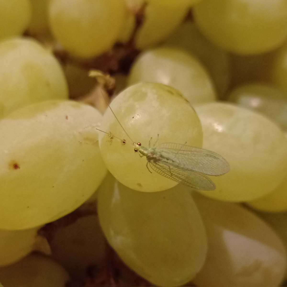 Ем спокойно виноград. Смотрю, шевелятся волосы. Думаю, вновь кошачьи
А нет. Стрекозенок тоже поесть решил