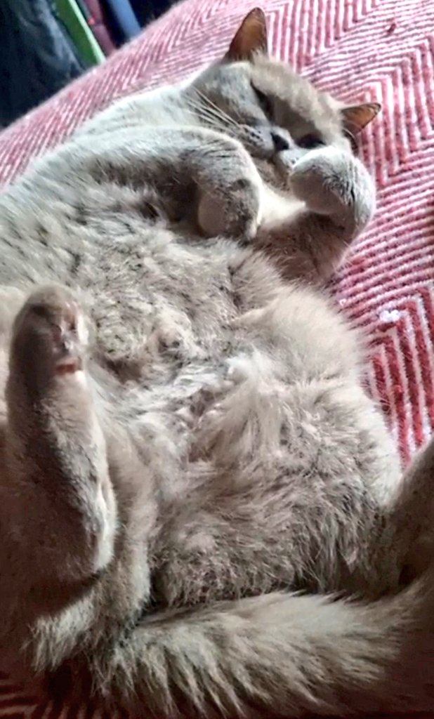 🐈‍⬛️💜🐾 Goodnight to all my fur friends sweet dreams 💤 love from Lily 🐾💜🐈‍⬛️

#CatsOfTwitter #CatsOnTwitter #Cat #cats #CatsAreFamily