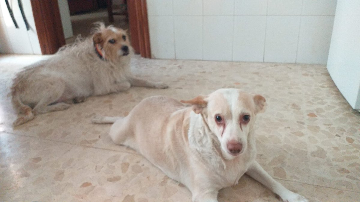 Esto es terrible 😢
Imagino la vida que les han dado 😞

Copio :

Sevilla !!!!
Estos dos abuelos hembra y un macho de 10 años y su familia no pueden seguir con ellos.  Los dos al día de vacunas y chip NO CASTRADO. La perra tiene un problema en las patitas y le cuesta andar. Es