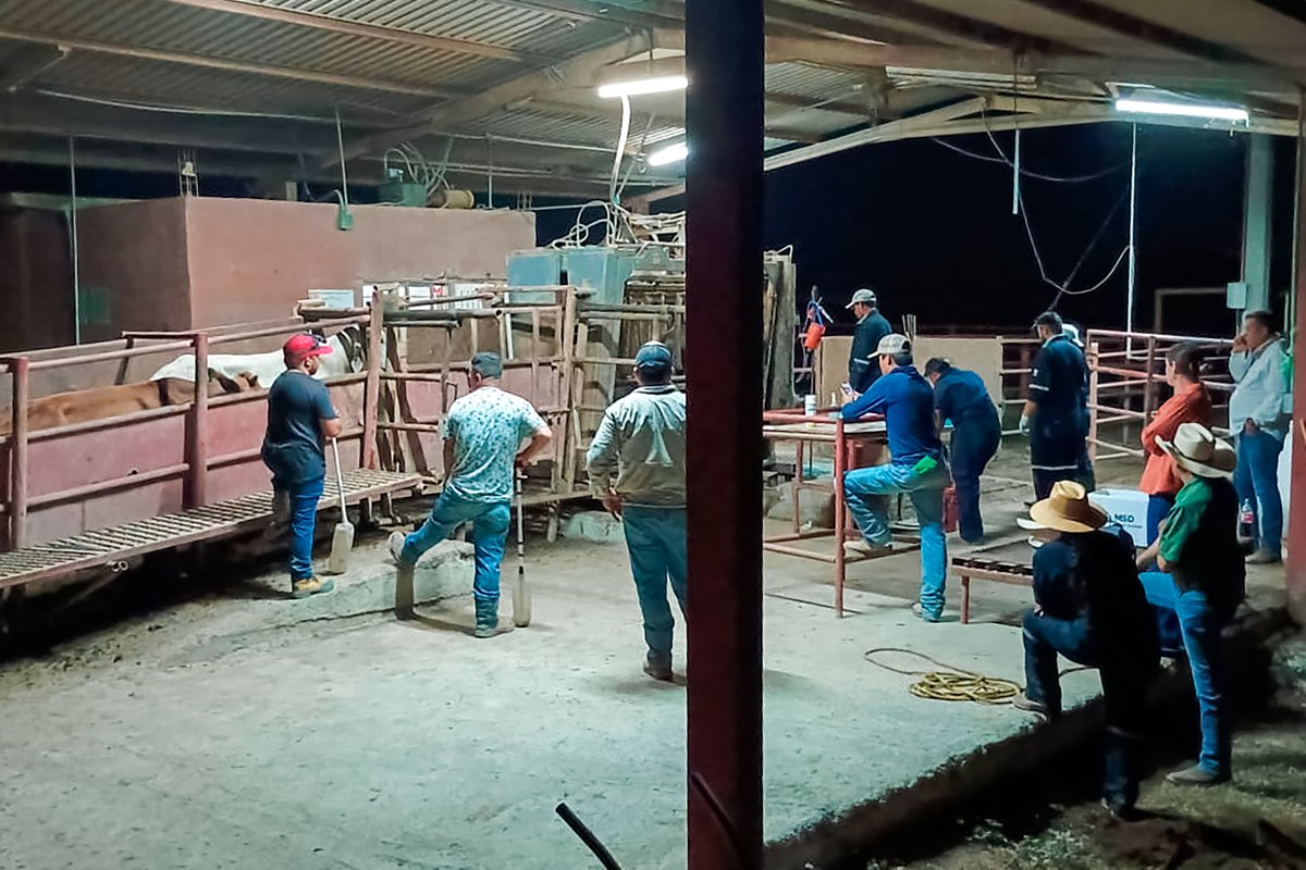 Agricultura_mex's tweet photo. Comunicado conjunto Agricultura - @SENASICA: 

Protocolo reforzado contra el gusano barrenador del ganado demuestra su eficacia en un caso en Nuevo León

Leer completo: https://t.co/fnnpsBWqrW

- Se interceptó un caso en Montemorelos, Nuevo León proveniente del sur-sureste; las larvas se encontraban muertas o moribundas como consecuencia de la aplicación de los tratamientos obligatorios
- El caso no está relacionado con el que se detectó el 20 de septiembre de Sabinas Hidalgo, Nuevo León, el cual ya fue declarado totalmente controlado por el Senasica
- El Senasica puso en marcha el protocolo para desactivar el caso de Montemorelos a la brevedad posible

La Secretaría de Agricultura y Desarrollo Rural (AGRICULTURA) informa que, interceptó un caso de gusano barrenador del ganado (GBG) en Montemorelos, Nuevo León, proveniente del sur-sureste del país; sin embargo, las larvas estaban muertas o intoxicadas por el antiparasitario ivermectina y el baño larvicida que se implementan de manera obligatoria en el doble tratamiento establecido como parte del nuevo protocolo contra el GBG.

Tras la confirmación del caso en los laboratorios oficiales del Servicio Nacional de Sanidad, Inocuidad y Calidad Agroalimentaria (Senasica), AGRICULTURA activó el protocolo de atención a incursiones en zonas libres, con el propósito de desactivar el caso a la brevedad posible e informó del hallazgo a sus contrapartes del Servicio de Inspección Sanitaria de Animales y Plantas, del Departamento de Agricultura de Estados Unidos (APHIS-USDA).

Los técnicos del Senasica identificaron el caso en el tercer punto de control, que forma parte de las nuevas medidas establecidas para mantener resguardadas a las zonas libres, por lo que el estado en el que llegaron las larvas las hace inviables para su reproducción, lo cual demuestra la eficacia de los protocolos de inspección en origen y destino que se aplican para mitigar el riesgo de propagación del GBG.

El becerro –de la especie Brahman– afectado venía en un embarque de 85 bovinos y a todos se les aplicó tratamiento antilarvario y fueron revisados, sin que se encontrara otro animal afectado.

Agricultura destaca que este caso NO está relacionado con el detectado el pasado 20 de septiembre en Sabinas Hidalgo, el cual, ayer, 5 de octubre, fue declarado oficialmente inactivo, es decir que está enteramente controlado.

Para desactivarlo se llevaron a cabo labores de rastreo epidemiológico, revisión y curación de heridas en más de 3 mil 500 animales (barrido sanitario), colocación de trampas y dispersión terrestre de moscas estériles.

Esto fue posible por el trabajo coordinado entre el Senasica, el Gobierno del Estado de Nuevo León, el Comité Estatal de Fomento Sanidad y Movilización Pecuaria y el APHIS-USDA.

Por su trabajo comprometido, honesto y profesional, AGRICULTURA hizo un reconocimiento a los médicos veterinarios responsables autorizados (MVRA): Aarón Mendoza Villarreal y Luis Gutiérrez Vela, quienes detectaron y notificaron ambos casos durante la inspección en destino, lo cual demuestra que esta medida es efectiva para detectar la presencia de miasis por Cochliomyia hominivorax.

AGRICULTURA reitera que la ganadería mexicana es segura y destacó que para enfrentar al GBG es indispensable la coordinación entre todos los órdenes de gobierno y la participación de todos los integrantes de la cadena productiva del ganado, por ello, reiteró su exhorto a apegarse a la normatividad, a cumplir cada quien su parte y a mantenerse siempre en alerta, pues solo con la suma de esfuerzos podremos erradicar a esa plaga del país.

El Senasica invita a todas las personas que tienen animales a revisarlos, a aplicar las medidas preventivas, curar heridas y notificar al Senasica cualquier sospecha de GBG, a través del teléfono 800 751 2100, al WhatsApp 55 3996 4462 o al correo gestioncpa.dgsa@senasica.gob.mx.